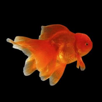 Carassius auratus - Oranda Red Jelly 8-9cm