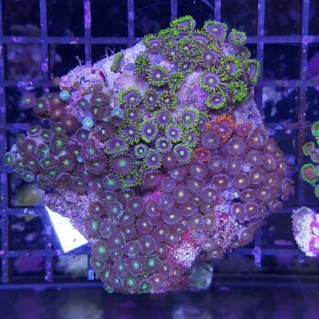 Zoanthus K90 (49332)