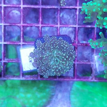 Euphyllia paradivisa K19