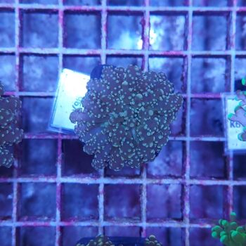 Euphyllia paradivisa K96