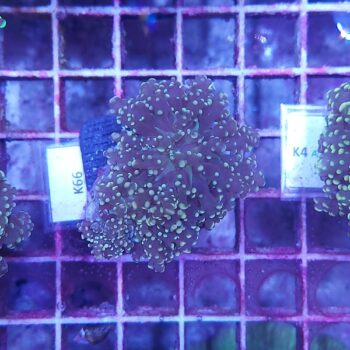 Euphyllia paradivisa K66