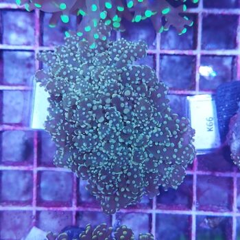 Euphyllia paradivisa K16