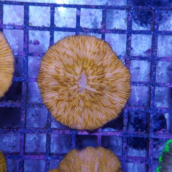 Fungia metallic orange 10 (47505)