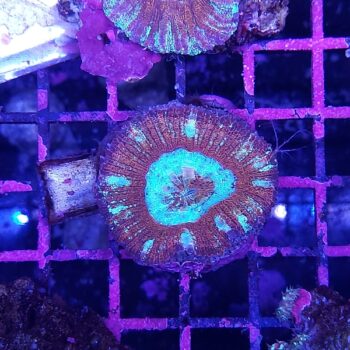 Acanthastrea maxima 52 (37108)