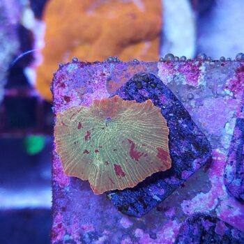 Discosoma jawbreaker 2