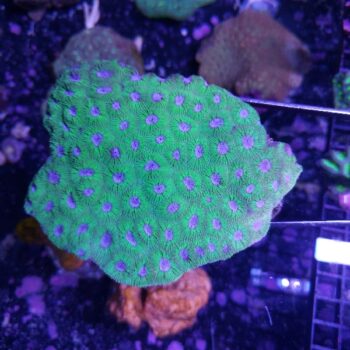 Diploastrea heliopora (47551)
