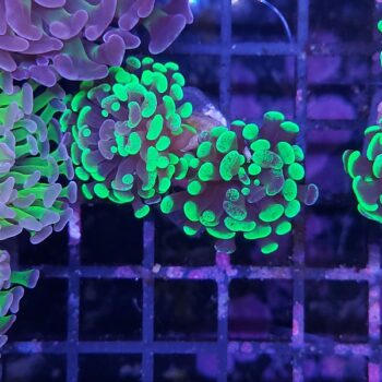 Euphyllia paraancora N70