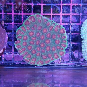 Favia green/red (34156)