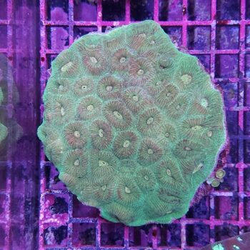 Montastrea sp. (34189)