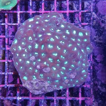 Goniastrea sp. (30234)