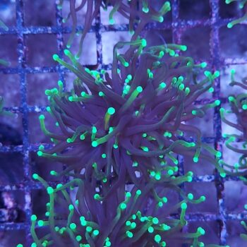Euphyllia glabrescens N74