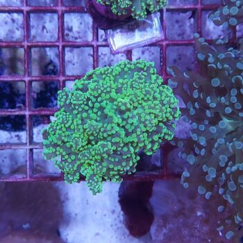 Euphyllia yaeyamensis B519