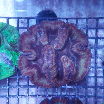 Wellsophyllia radiata (36971)