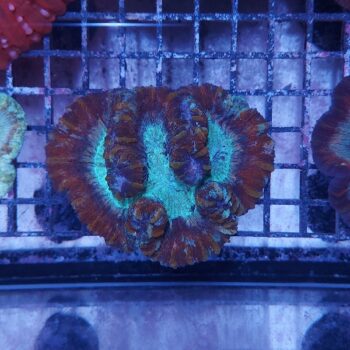 Wellsophyllia radiata (36970)