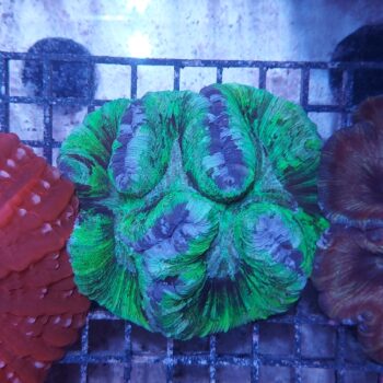 Wellsophyllia radiata (36971)