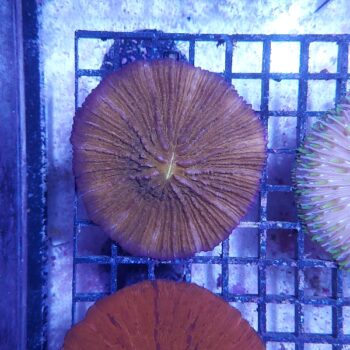 Fungia (34473)