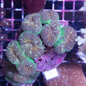 Lobophyllia K99 (36961)