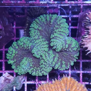 Lobophyllia N50 (41315)