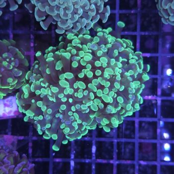 Euphyllia paraancora K61