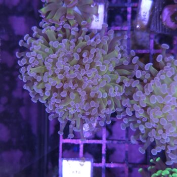 Euphyllia paraancora B530