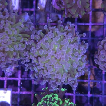 Euphyllia paraancora B586