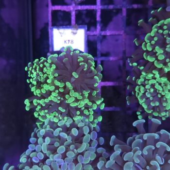 Euphyllia paraancora K78