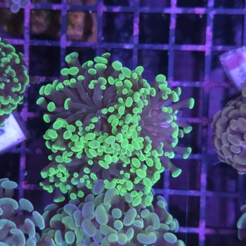 Euphyllia paraancora K85
