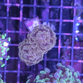 Euphyllia paraancora K19