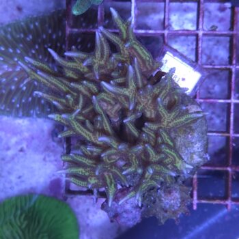 Seriatopora hystrix K81 (34404)