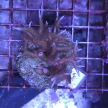 Seriatopora hystrix K50 (48228)