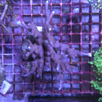 Montipora digitata K5 (48461)