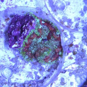Stichodactyla tapetum-mini maxi carpet anemone (48947)