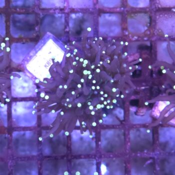 Euphyllia glabrescens K89