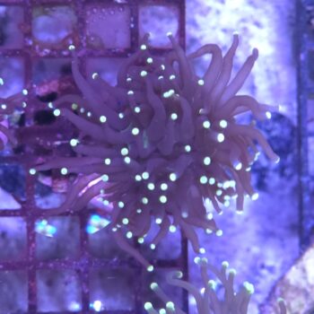 Euphyllia glabrescens N28