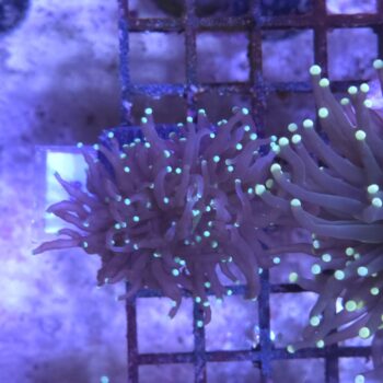 Euphyllia glabrescens K26