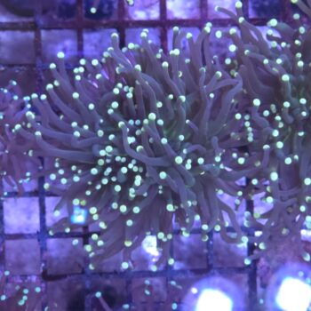 Euphyllia glabrescens K52