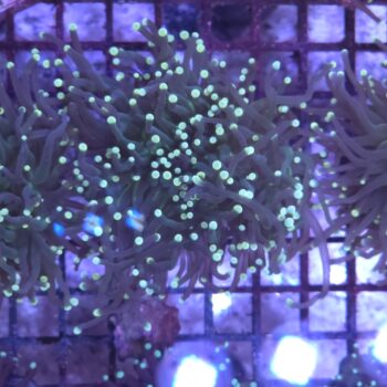 Euphyllia glabrescens N87