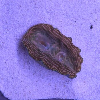 Tridacna derasa 1 (49769)