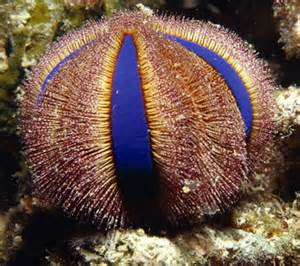 Mespilla globulus- Shortspined Globe Urchin (Common)