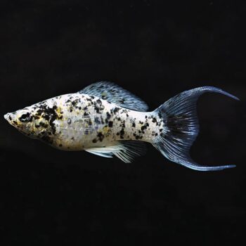 Poecilia sphenops- Spotted Lyretail Molly 4-5cm