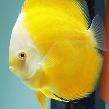 Symphysodon aequifasciata-Golden Discus 12cm
