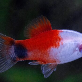 Xiphophorus maculatus - Platy Red Mickey Mouse Platy
