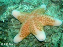 Choriaster granulatus- Granular Sea Star XL