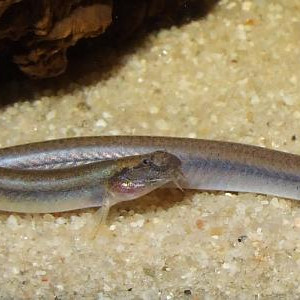 Pangio anguillaris - Silver Kuhli Loach