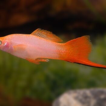 Xiphophorus helleri - Swordtail Pink Comet