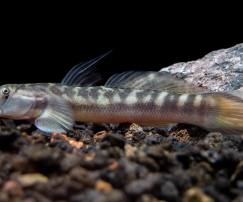Sicyopterus lagocephalus- Red Tail Rock Goby 10-12cm