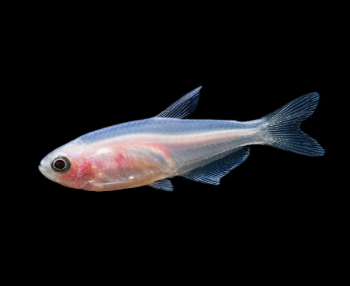 Inpaichthys kerri - Golden Blue Emperor 3cm