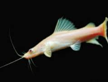 Hemibagrus nemurus- Nemurus Catfish 10-15cm