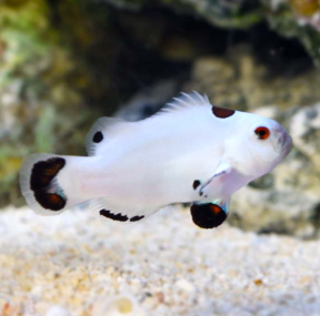 Amphiprion ocellaris -  Platinum Storm Clownfish