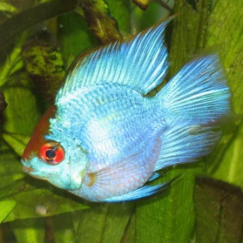Mikrogeophagus ramirezi- Electric Blue Ramirezi Balloon Longfin 2.5cm